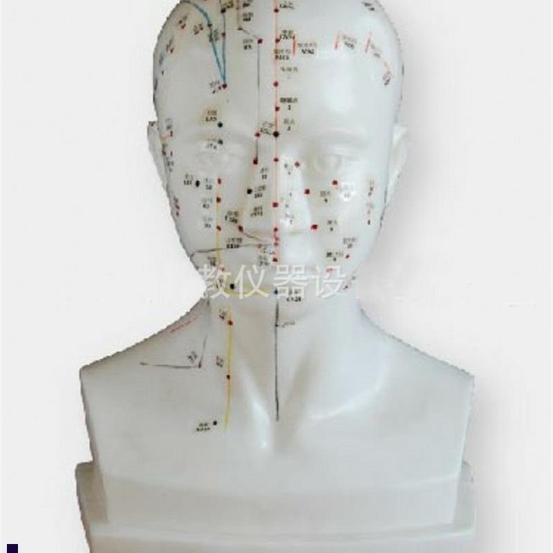 自然大头针d灸自然大头针灸模型头部针灸头穴位针灸模型