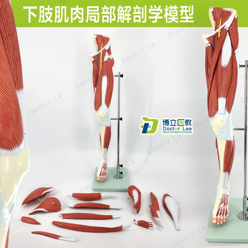医学人体下肢肌肉血管神经模型腿部F运动系统医学人体解剖健身康