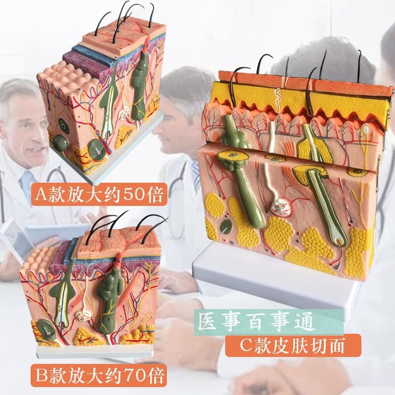 皮肤模型 人体皮肤结构模型 皮肤层次构造 N皮肤放大解剖模型美容