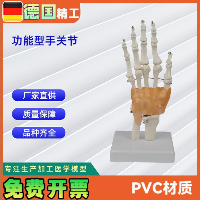 功能型手关节模型u 人体骨头模型教学模型