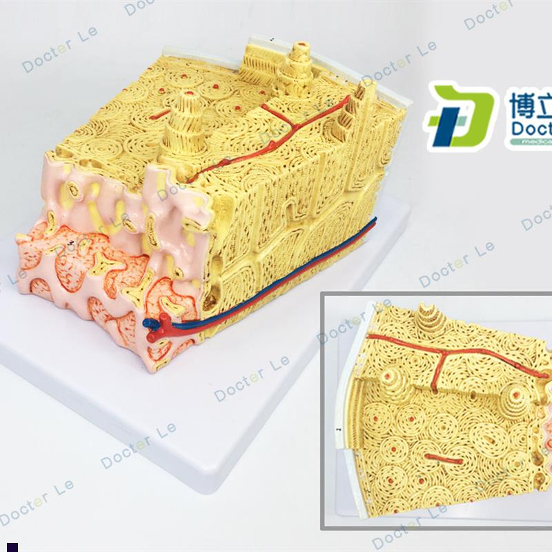 骨结构模型显微解剖模型t骨髓内结构模型骨模型骨组织解剖模