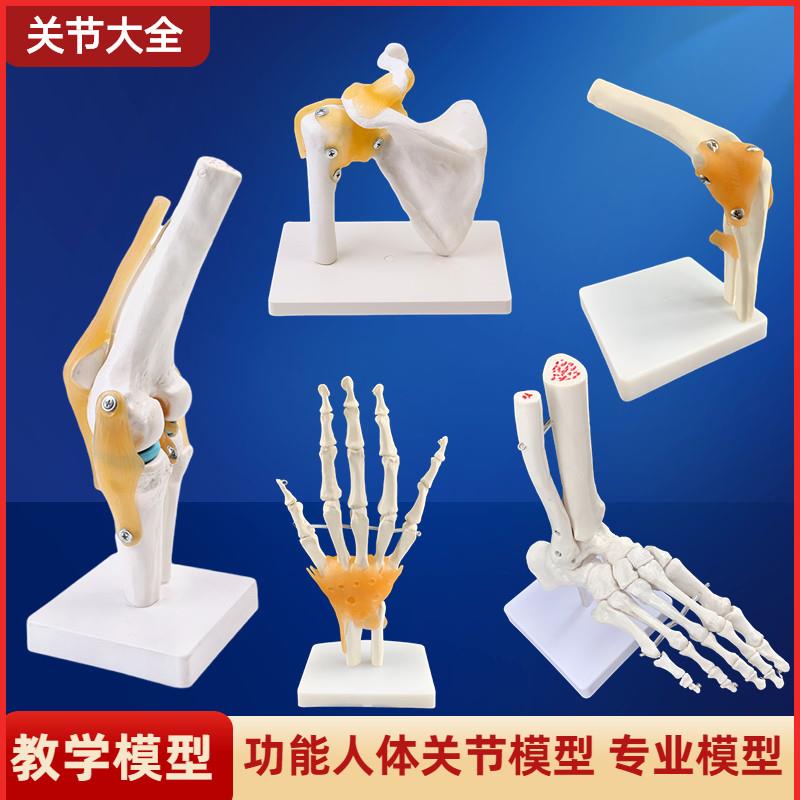 人体膝关节功f能模型肩关节肘关节手关节脚关节髋关节可动骨骼模