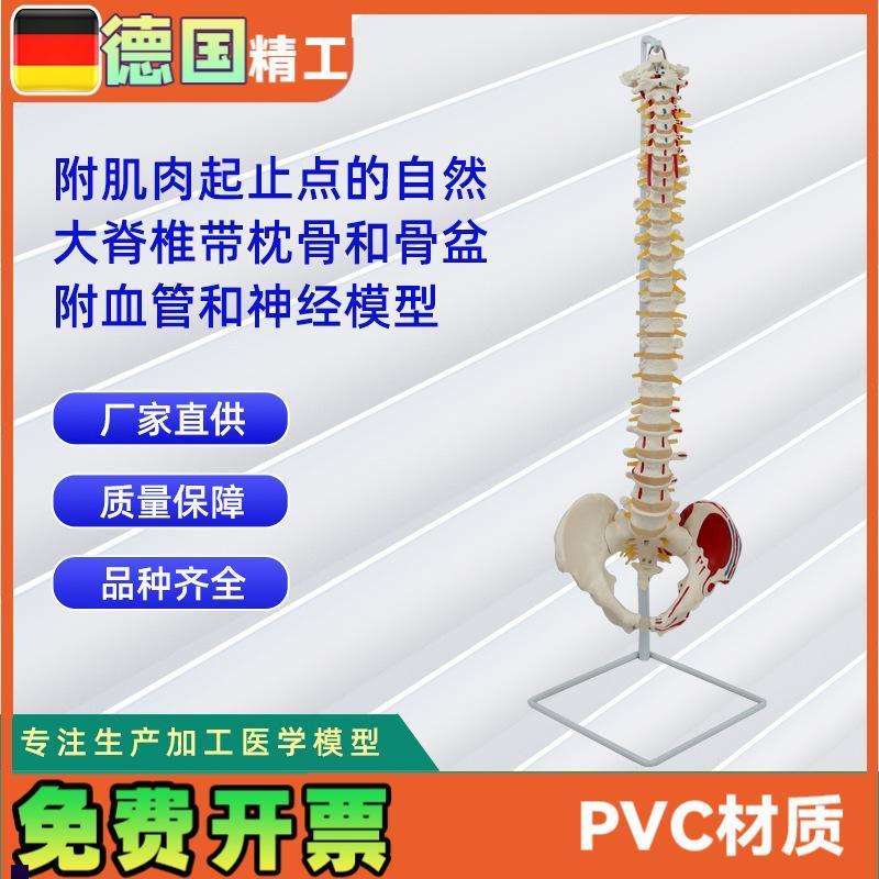 附肌肉起止点自j然大脊椎带枕骨和骨盆附血管和神经模型