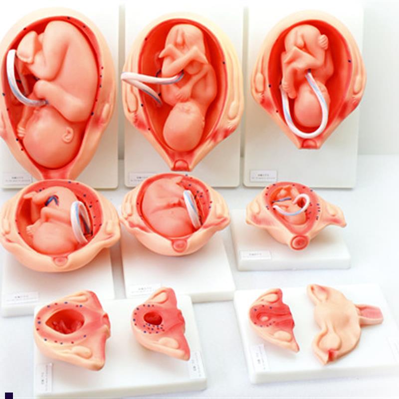 ENOVO颐诺妊娠胚胎发育模型胎儿发育F过程模型10部件版人体组织胚