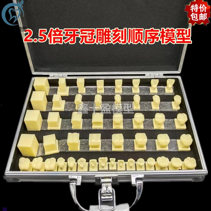 牙科学生练习牙齿雕刻牙冠顺序示范2E.5倍雕牙步骤演示模型7027