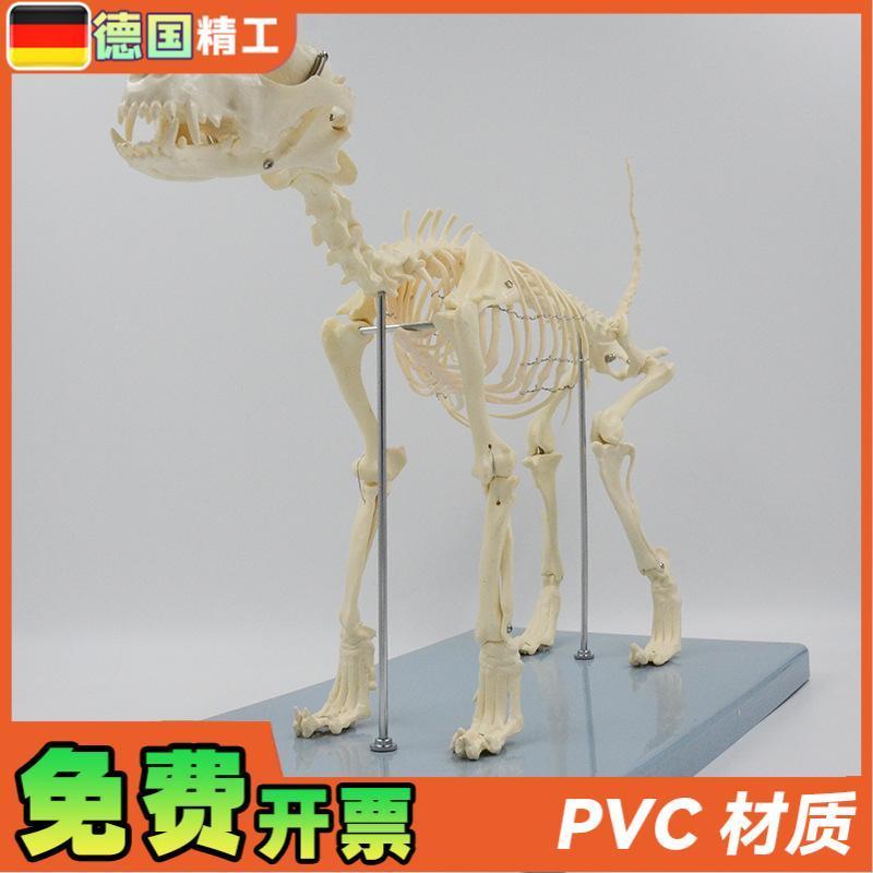 德国】狗骨骼模型 n犬骨架解剖教具仿真小狗头骨脊柱关节可拆卸