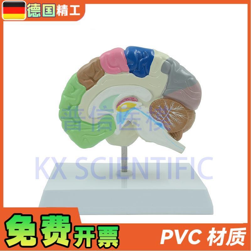 德国】KX-A6121 普信  大脑模型 人体彩色右半脑功能X区医药礼品