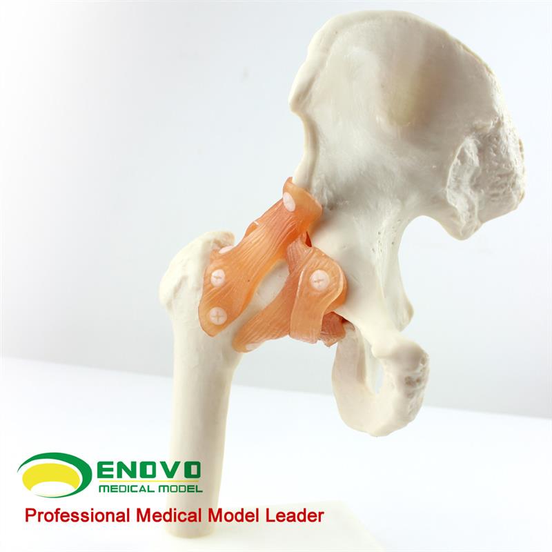 颐诺正品人体髋关节股关节模型人体骨骼模型运T动骨骨科疼痛科