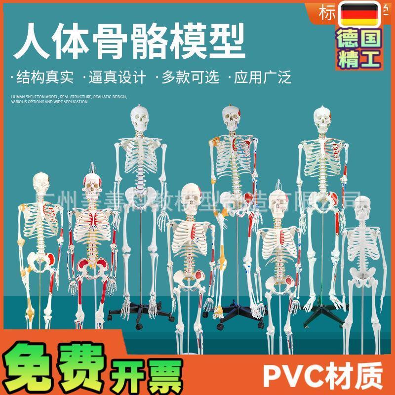 人体骨骼模型 全身骨架成人小骷髅教学脊柱模型仿真小Y白骷髅标本