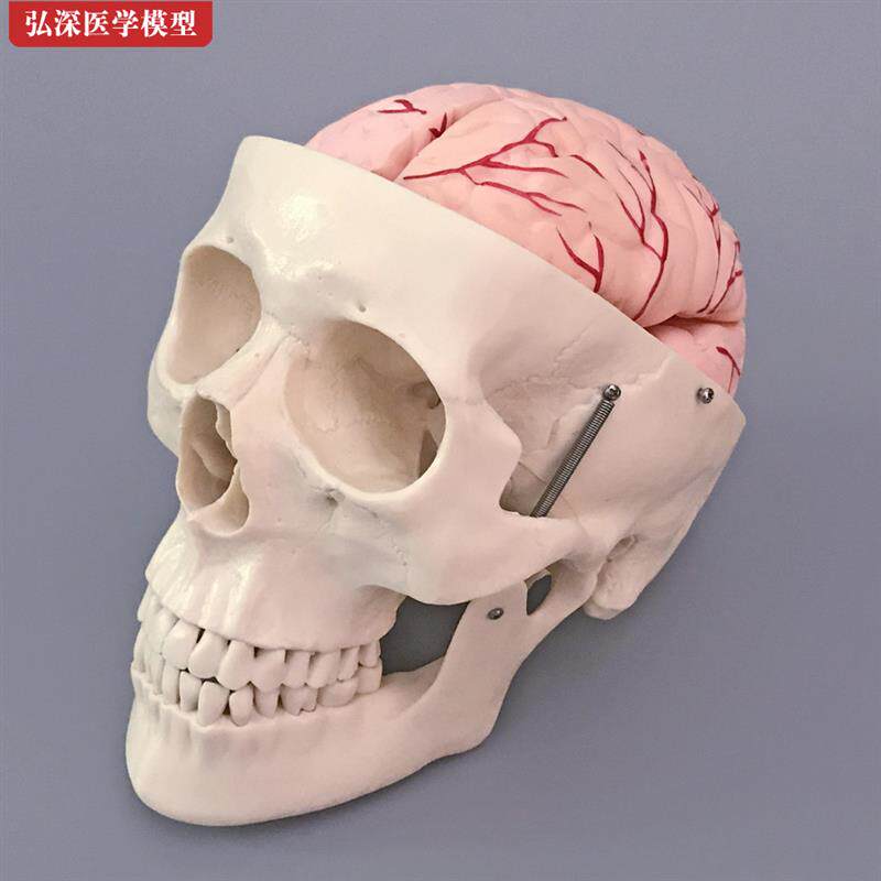 头骨模型人体骨头颅骨骼结构造带大脑动脉骷髅头医学W教学模具教