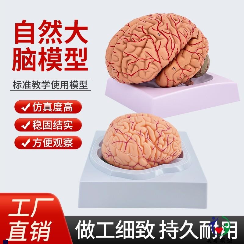 人体大脑解c剖模型人体器官结构教学模型可拆装8部件医用摆件讲解