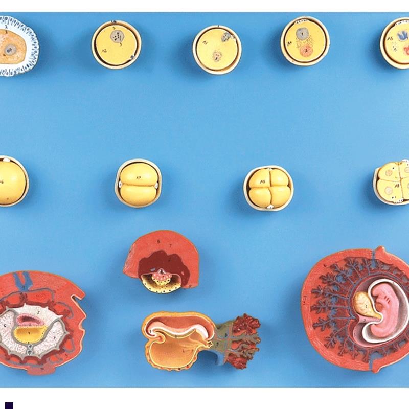 受精与初期胚l胎发育过程模型A42003