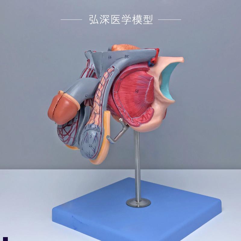 A15102男性生殖器官结构模型膀胱矢状切面5部件R72个部位指示标志