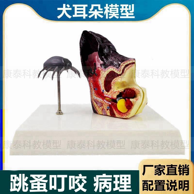 狗狗耳朵模型虫子叮o咬跳蚤病理皮肤犬科动物犬耳朵仿真兽医教学