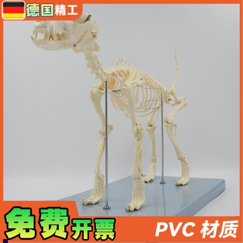 德国】狗骨骼模型犬骨架解剖教具仿真小狗.头骨脊柱关节可拆卸宠