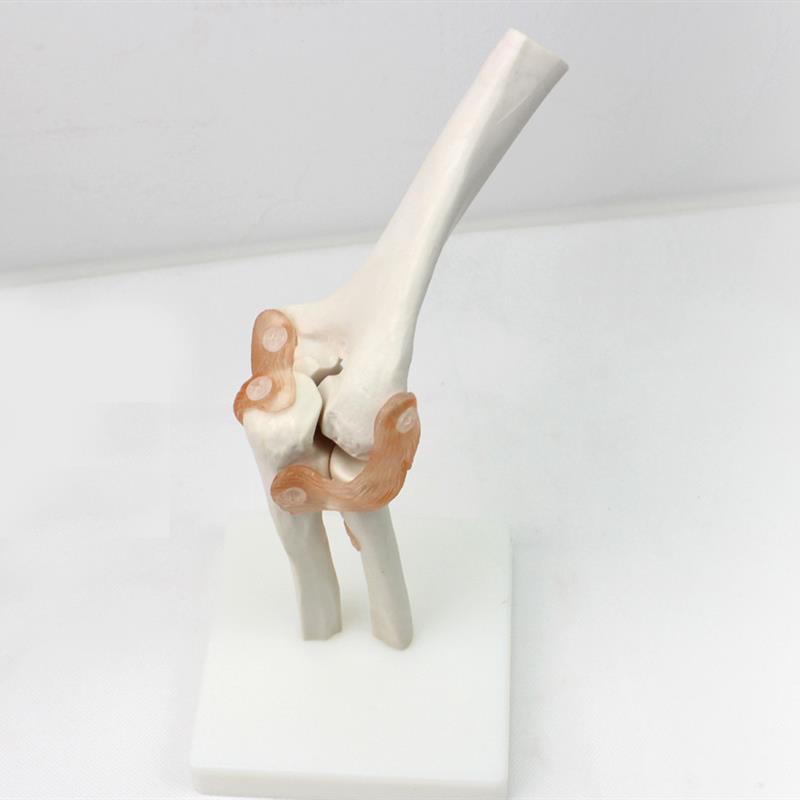 ENOVO颐诺医学肘关节模型桡关节 人体骨K骼标本六大关节教具健康