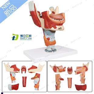 鼻口咽喉腔模型喉n腔肌肉神经舌苔舌诊培训声乐教学音乐教具
