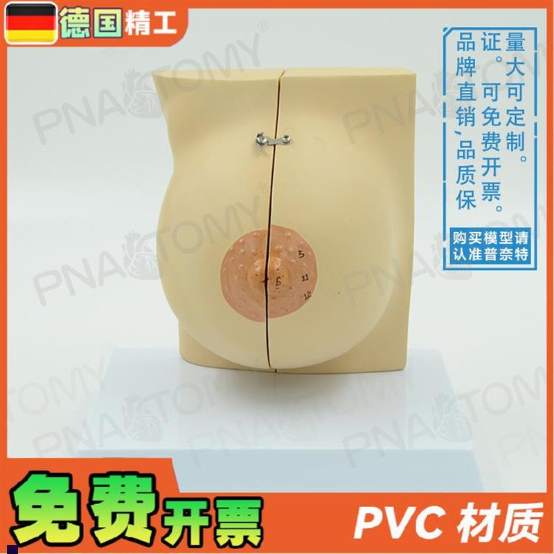 德国】女性c仿真乳房乳腺解剖模型妇产科产后修复培训丰胸整形教