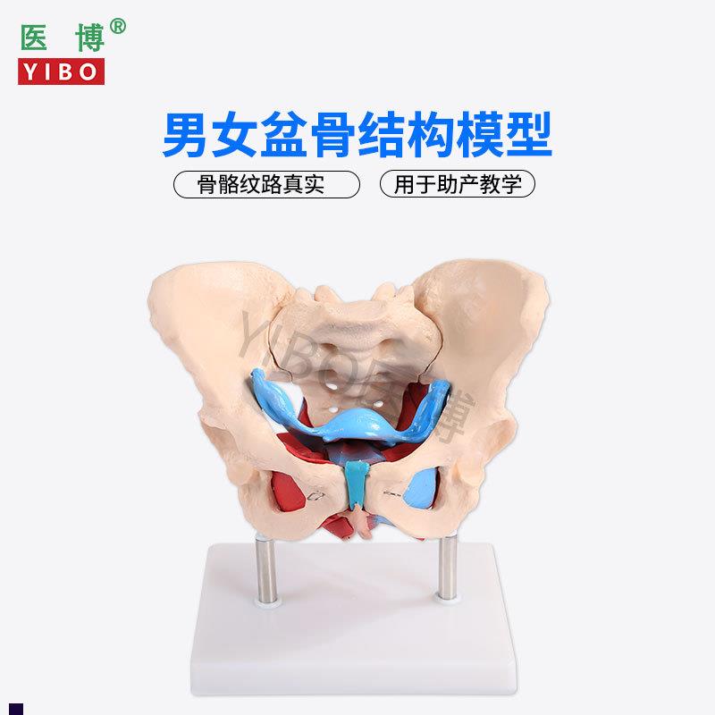 医博1:1成人男性骨盆模型成人女性骨盆骨骼模型女性骨盆带盆O底肌