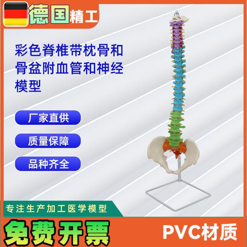 彩色脊椎带枕骨和骨盆附血管和神经模型 正骨骨Z科教学模型