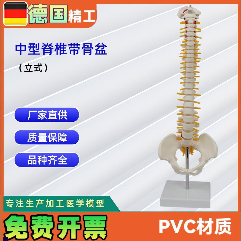 中型脊椎a带骨盆(立式)模型人体骨骼模型脊椎模型