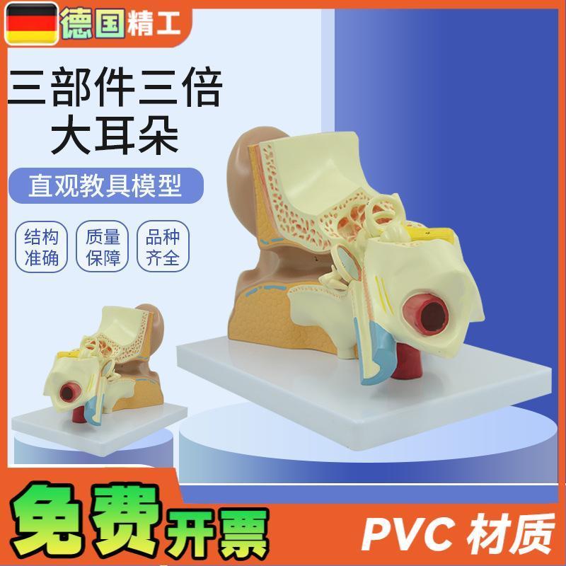 德国】耳朵模型内耳迷路耳廓耳解剖科技馆展示 V放大生命馆展品