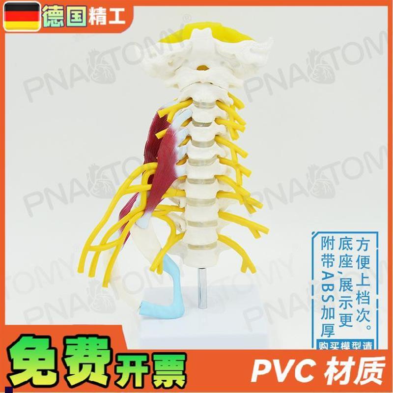 德国】人体颈椎肌肉n神经骨骼解剖模型动脉枕骨椎间盘医学骨科疼