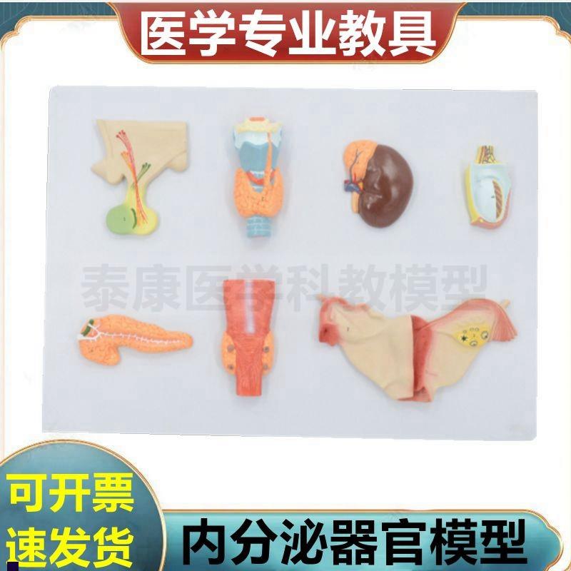 内分泌器官模型甲状腺肾上腺性腺A脑垂体胰腺临床教学医患沟通病