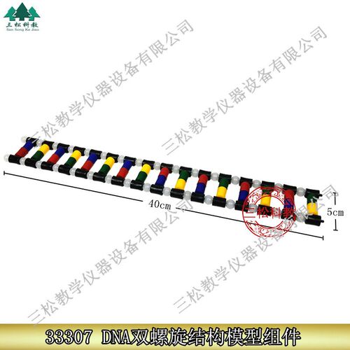 33307 DNA双螺旋结构模型组件 生物实验 演示DTNA组成 教学仪器