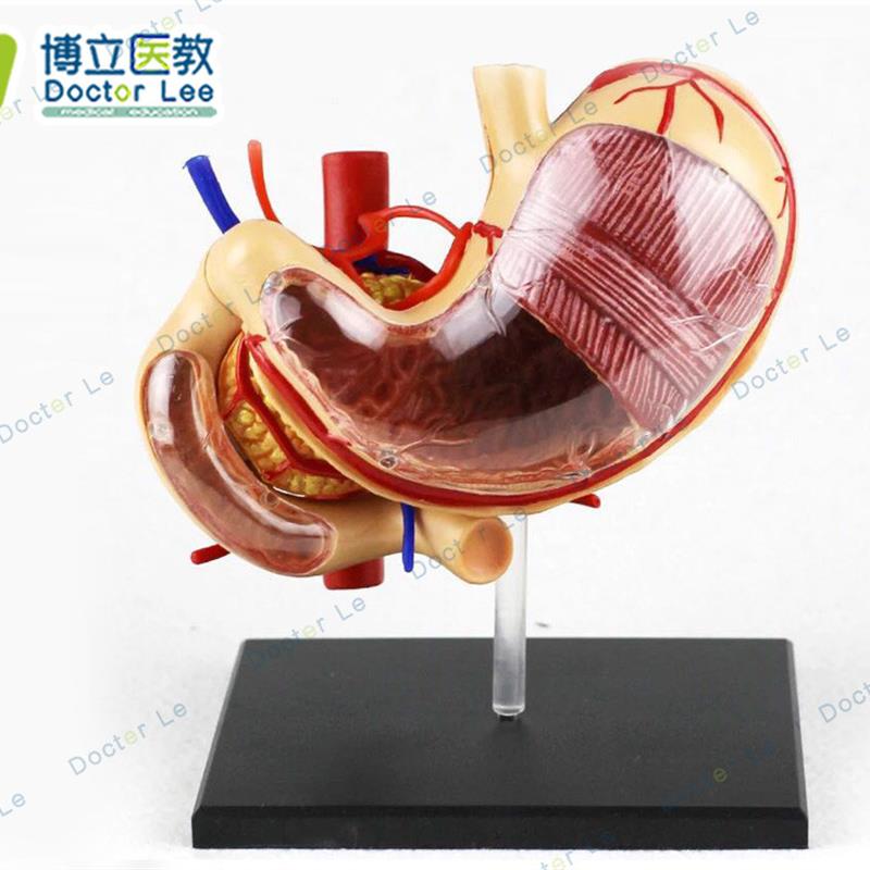 透明仿真胃解剖模型 胃模型 人体??胃构造P 人体模型 教?模型