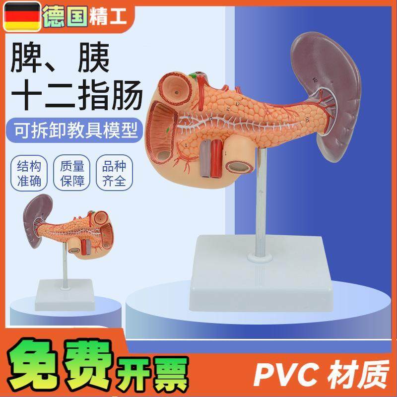 德国胰脾胆十二指肠模型肝胆胰腺人体H器官解剖模型 教学科普展示
