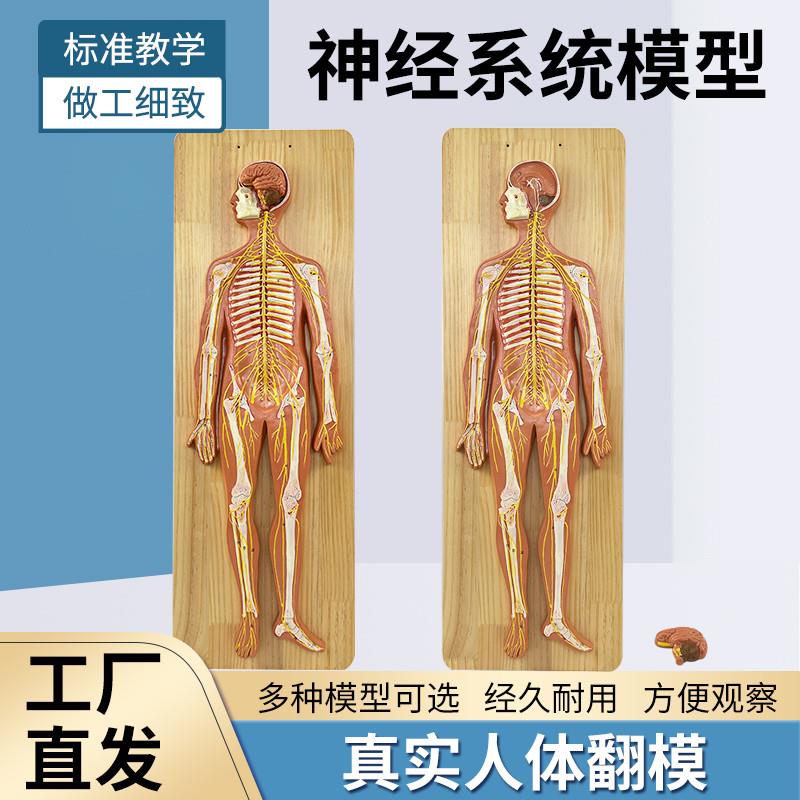 人体神经系统解剖模型 q中枢神经 脑脊髓周围 脊神经骶丛 坐骨神