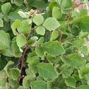 饿蚂蟥中药材小儿疳积草粘身草胃痛草红掌草山蚂蝗山角豆小槐花