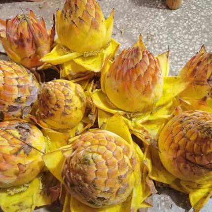 云南矮脚芭蕉地涌金莲花期长久可食用煲汤是道好菜采割鲜新花苞