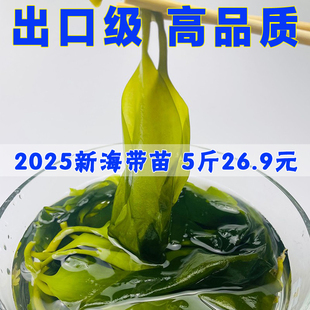 盐渍海带苗荣成5斤新鲜海带苗小苗火锅凉拌做汤半干嫩苗小海带芽