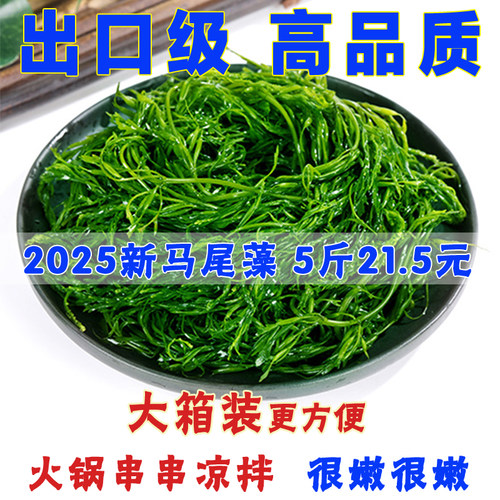 荣成新鲜盐渍5斤野生马尾藻