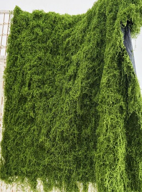 仿真苔藓草坪绿化景观婚庆青苔草皮水陆缸铺面植物墙永生水苔盆景