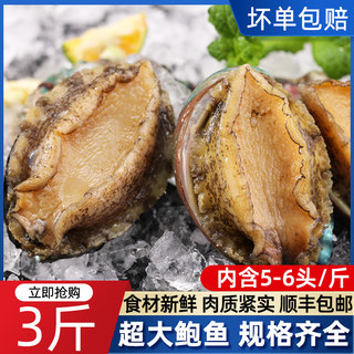 新鲜鲍鱼鲜活漂烫超大海鲜水产冰鲜特大加热即食九孔干小鲍鱼捞饭