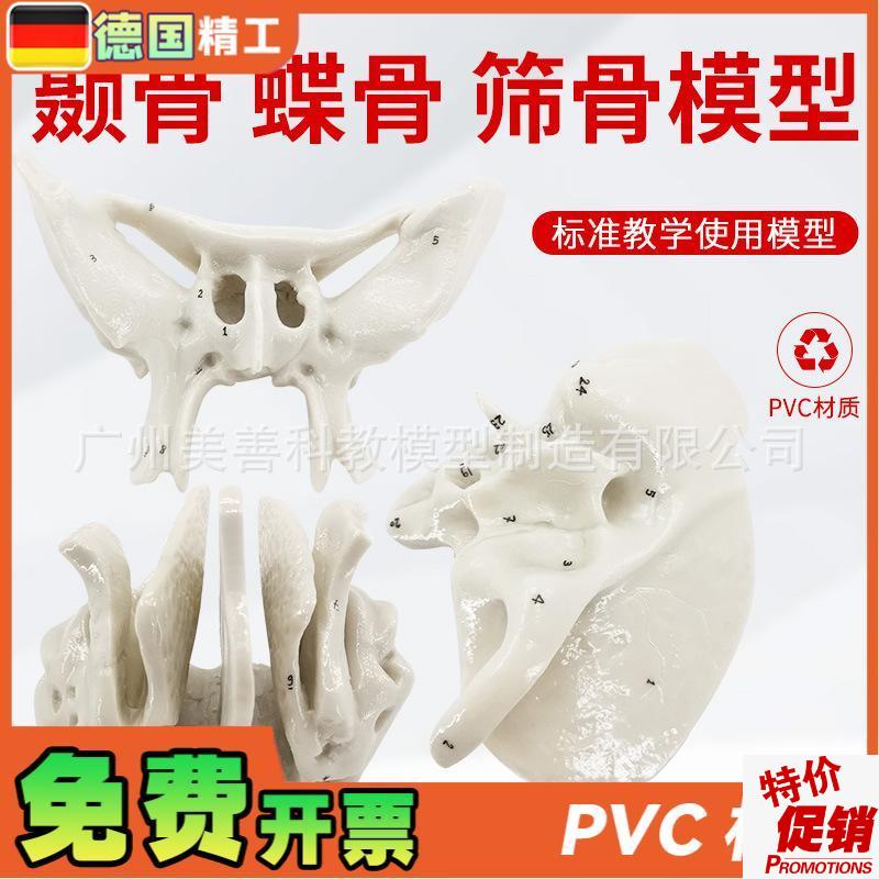 颞骨蝶骨筛f骨放大骨骼模型人体骨骼解剖模型骨科医学骨骼教具