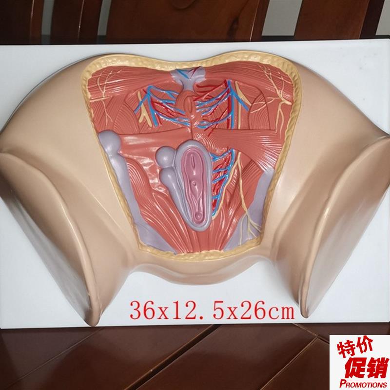 新款女性会阴模型尿生殖三角肛门C生殖系统盆腔模外阴护理保健讲