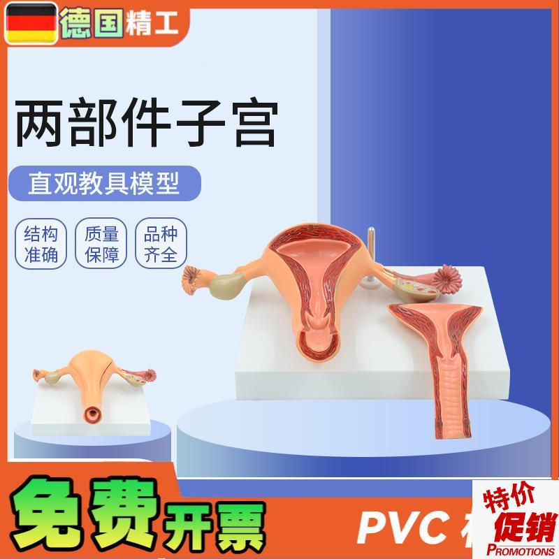 德国】仿真医学用女性内生殖系统子宫卵巢解剖模型妇科Z产科计生