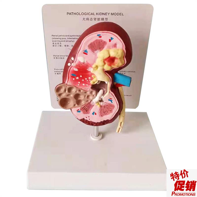 狗肾脏病态健康解剖模型犬肾脏z解剖模型宠物教学教具医学厂家直