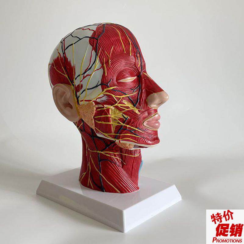 人体面部解剖模型可拆卸微u整形美容医生教具浅层肌肉血管神经口