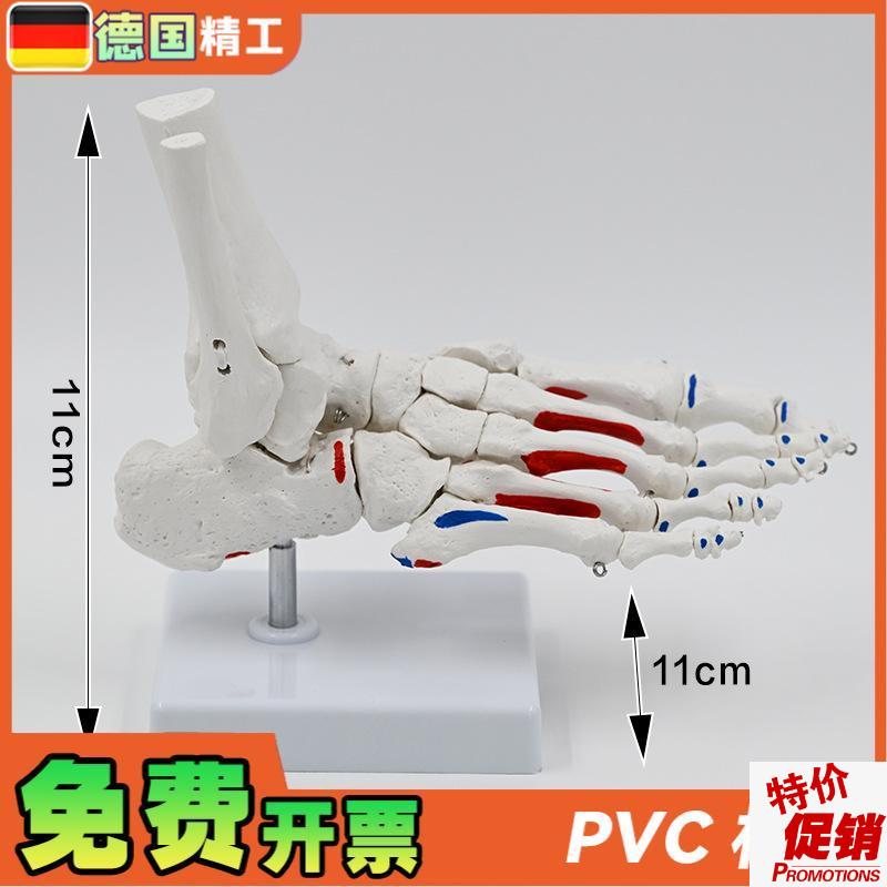 德国】1比1肌肉起止点脚骨模型脚关节J踝关节足骨教具脚骨仿真跖