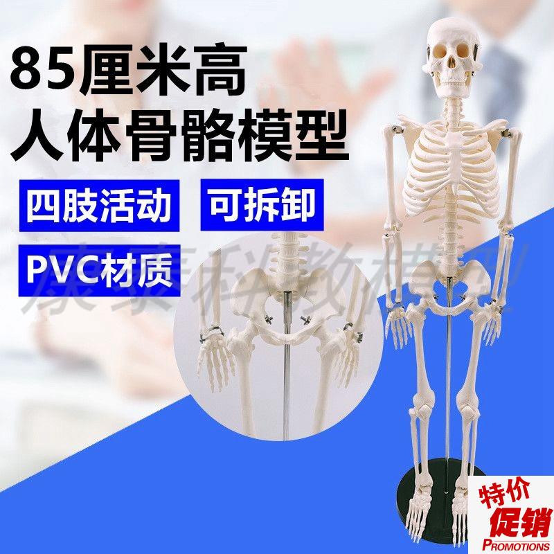 85厘米仿真人骨骼模型椎间盘全身D肌肉起止点瑜伽美术医用健身培
