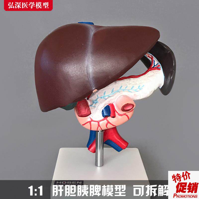 肝胰十二指肠模型l肝胆胰腺脾人腹腔内脏器官消化系统内科教学医
