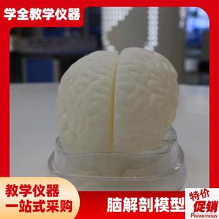可出口医用人体大小脑解剖模x型可拆卸脑干脑室间脑神经系统模型