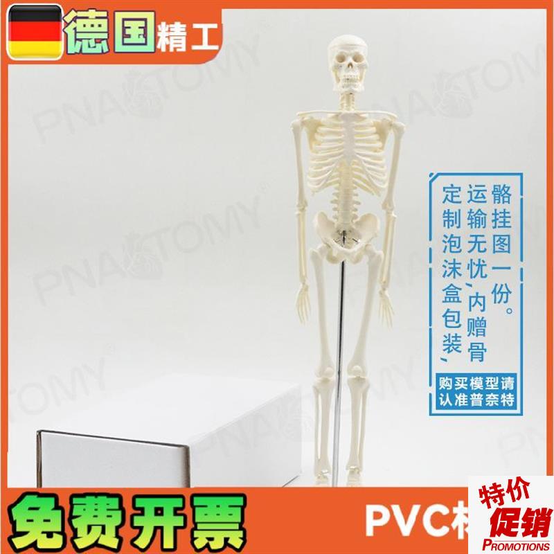 45cm小型可拆卸骨骼人体模型瑜C伽教学骨架骷髅骨万圣节玩具礼品