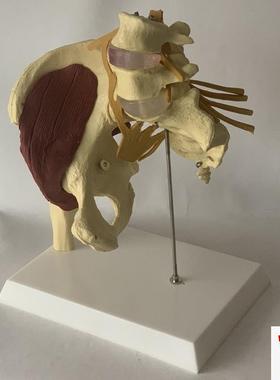 人体女性盆骨开合l瑜伽演示髋关节教具骨盆修复肌肉神经椎间盘突