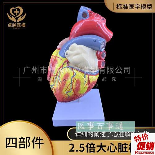 原装正品2倍大人体心脏解剖模型BG超彩超心脏模型心脏教学模具